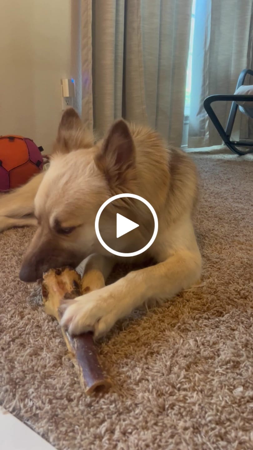 Customer video review of Large Ostrich Cane (11.5" x 5"): The Ultimate Long-Lasting Chew for Medium, Large & XL Dogs