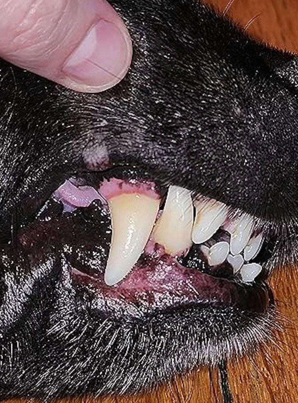 Customer photo review of Nettoyeur Dentaire Ultrasonique pour chien – Une bouche plus saine