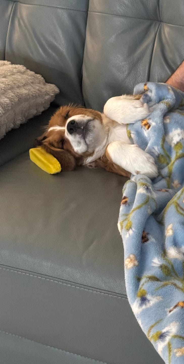 Customer photo review of Turmeric Yak Chew — Anti-Inflammatory Natural Dog Chew