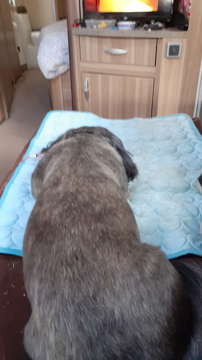 Customer photo review of IcyNap | Ice-Silk Continuous Cooling Dog Cooling Mat
