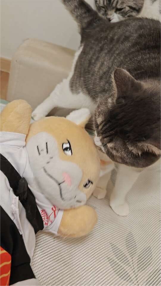Customer photo review of Peluche Réconfortante pour Chat – Un compagnon doux au quotidien