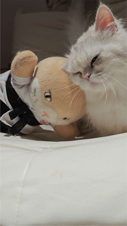 Customer photo review of Peluche Réconfortante pour Chat – Un compagnon doux au quotidien