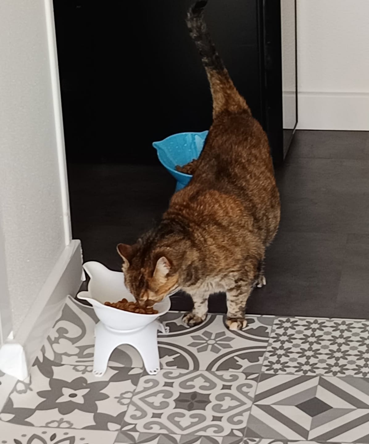 Customer photo review of Croquettes Poulet Dinde pour Chat - 6. 5684 Mig
