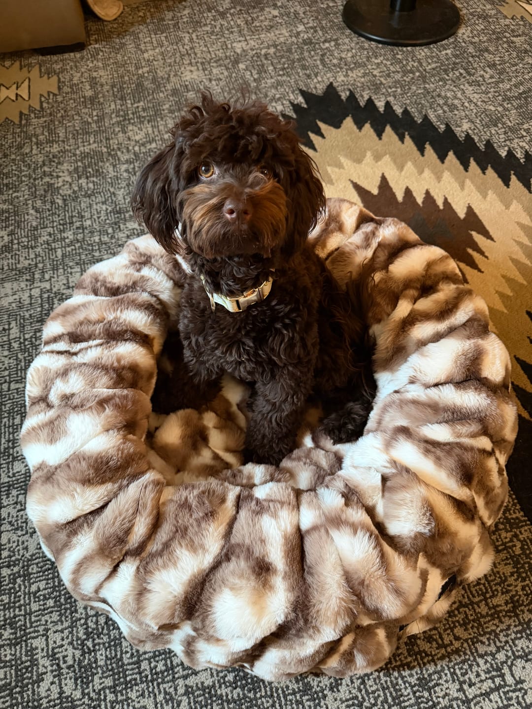 Customer photo review of Cloudy Day Brown Pet Bed