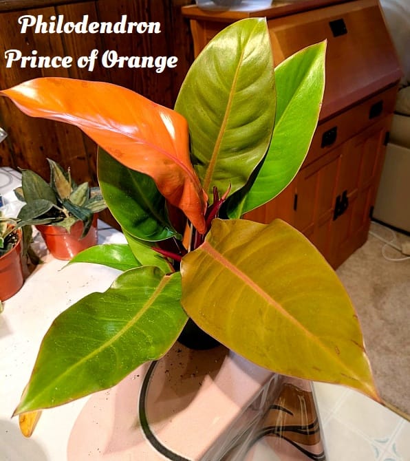 Customer photo review of Philodendron 'Prince of Orange'