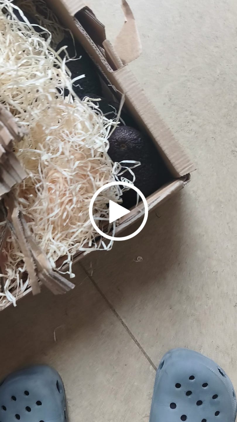 Customer video review of Avocado "Lamb Hass" 15 Monate baumgereift von Julian