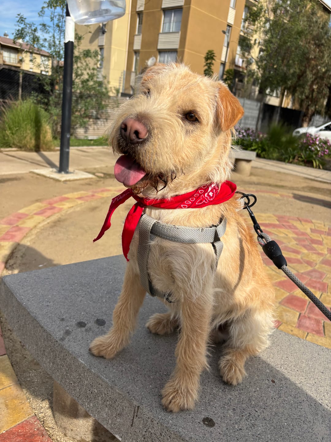 Customer photo review of Brit Care Puppy Salmon Grain Free Todas las Razas