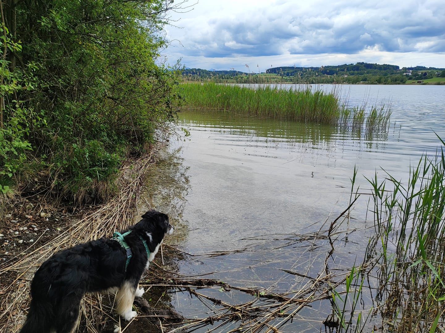 Customer photo review of Wurmtest Basic Hund