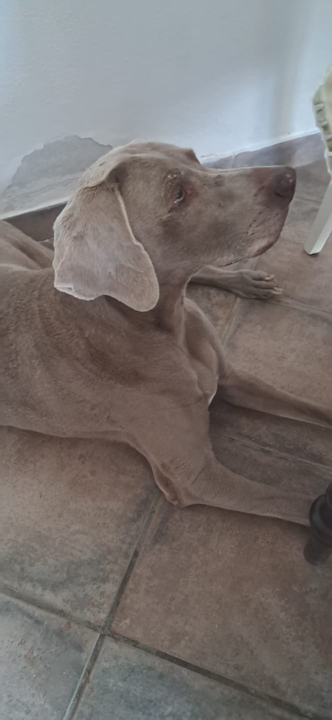 Customer photo review of THERJOINT GREEN TECH 30cpr - Integratore Articolare Per Cani