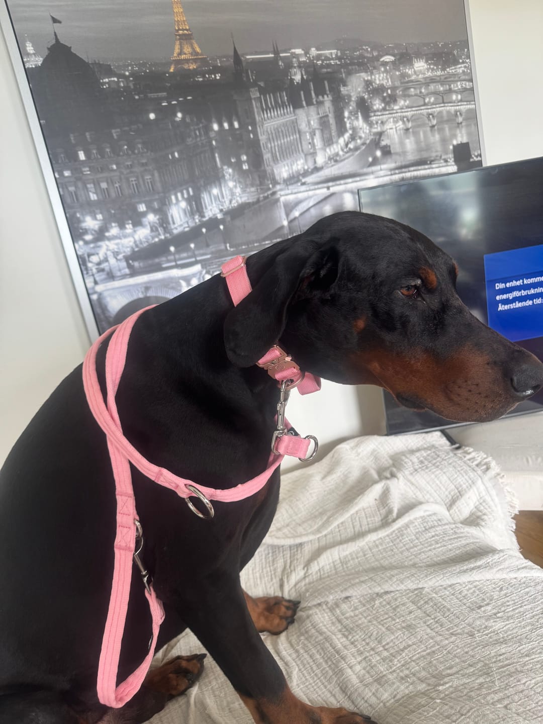 Customer photo review of Training Double Ended Dog Leash | 2m Length - Pink