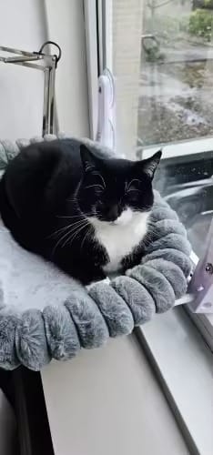 Customer photo review of Cozy Cat Window Perch Sale