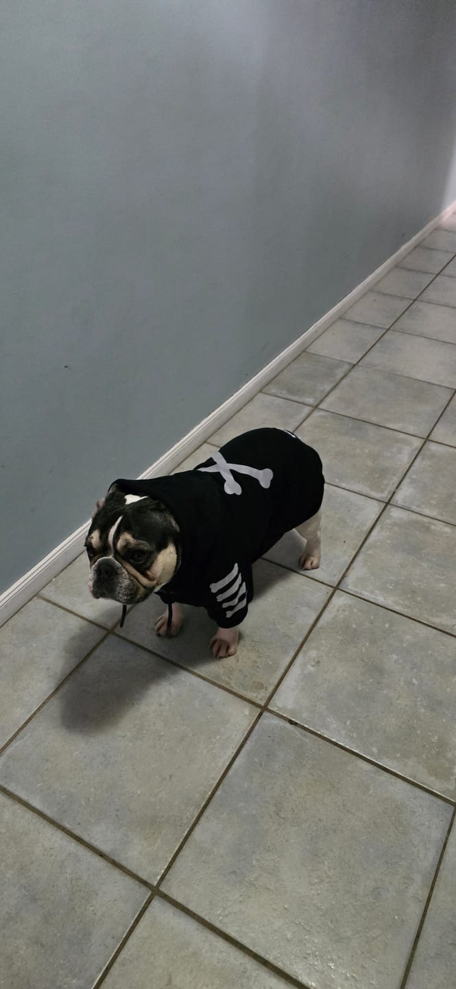 Customer photo review of "WOOF" Dog Hoodie - Black & Reflective