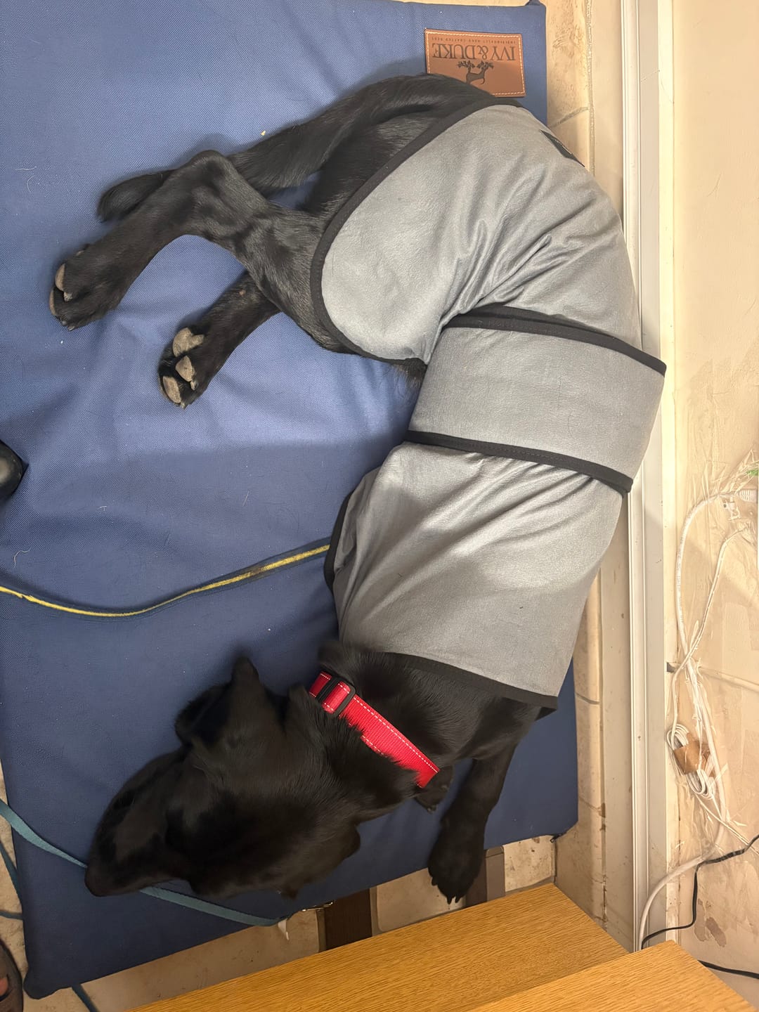 Customer photo review of Luxury Dog Cooling Coat