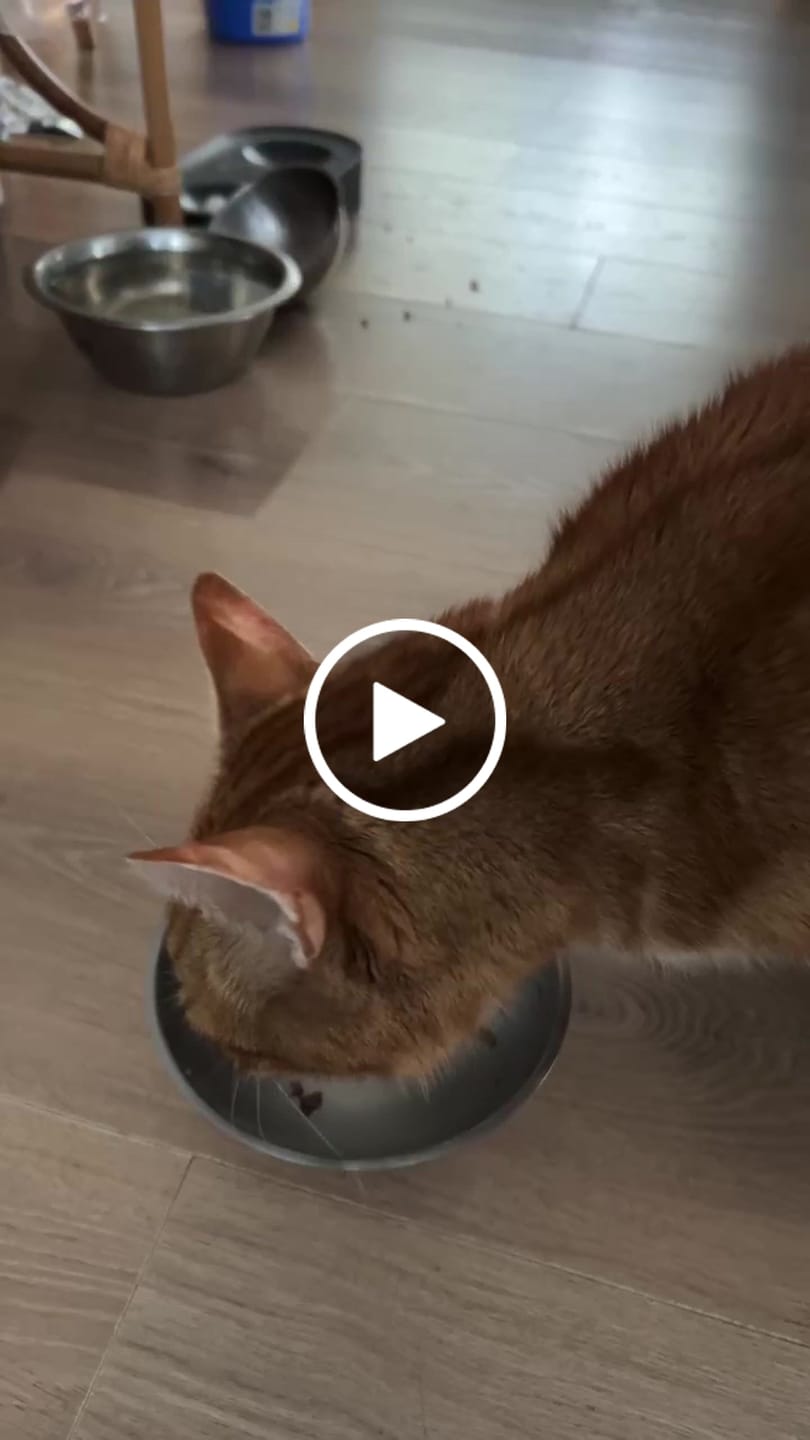Customer video review of Zealandia Grain Free Wallaby Pate Adult Cat Wet Food 170g
