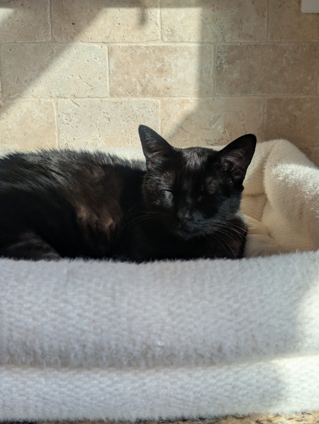 Customer photo review of Dubu Bed