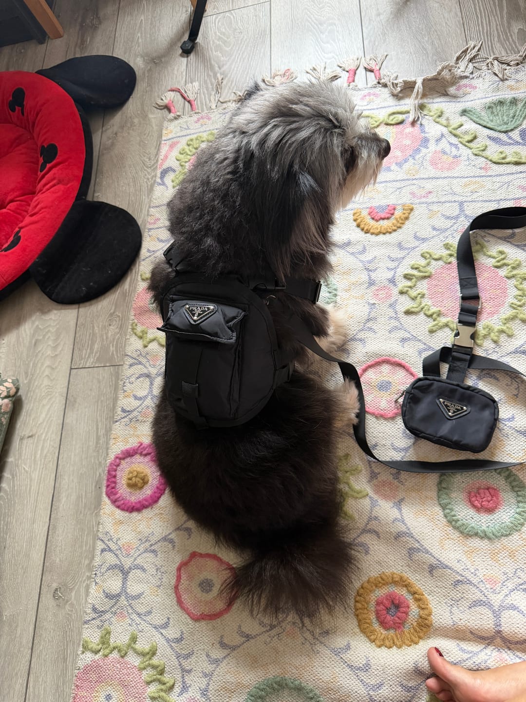 Customer photo review of Explorer Utility Harness