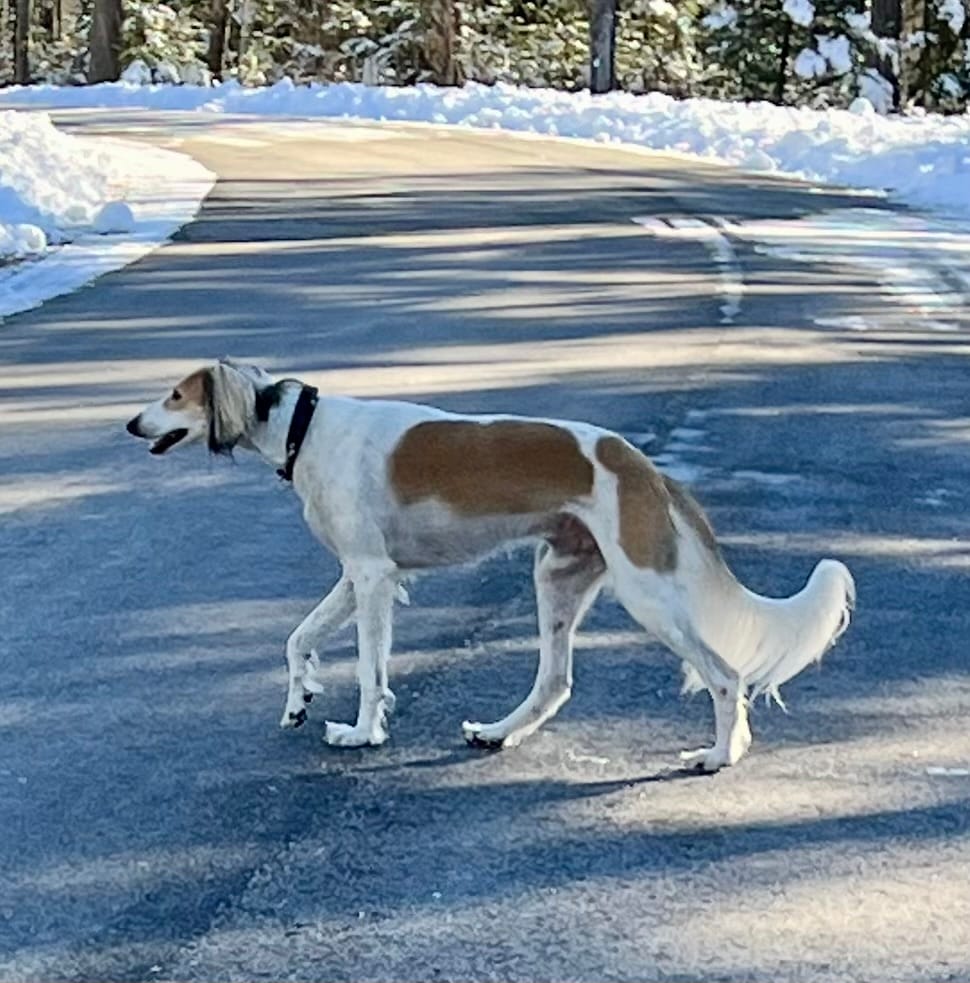 Customer photo review of Saluki Silhouette Embroidered Hat
