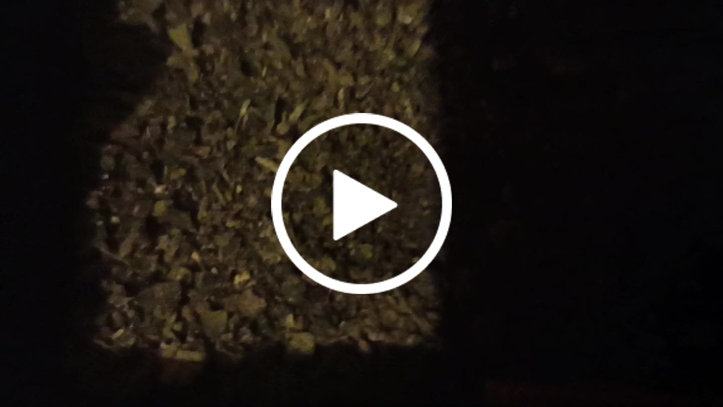 Customer video review of (Buy 1 Get 1 Free) No3 New. Blow Your Mind THCa Shake