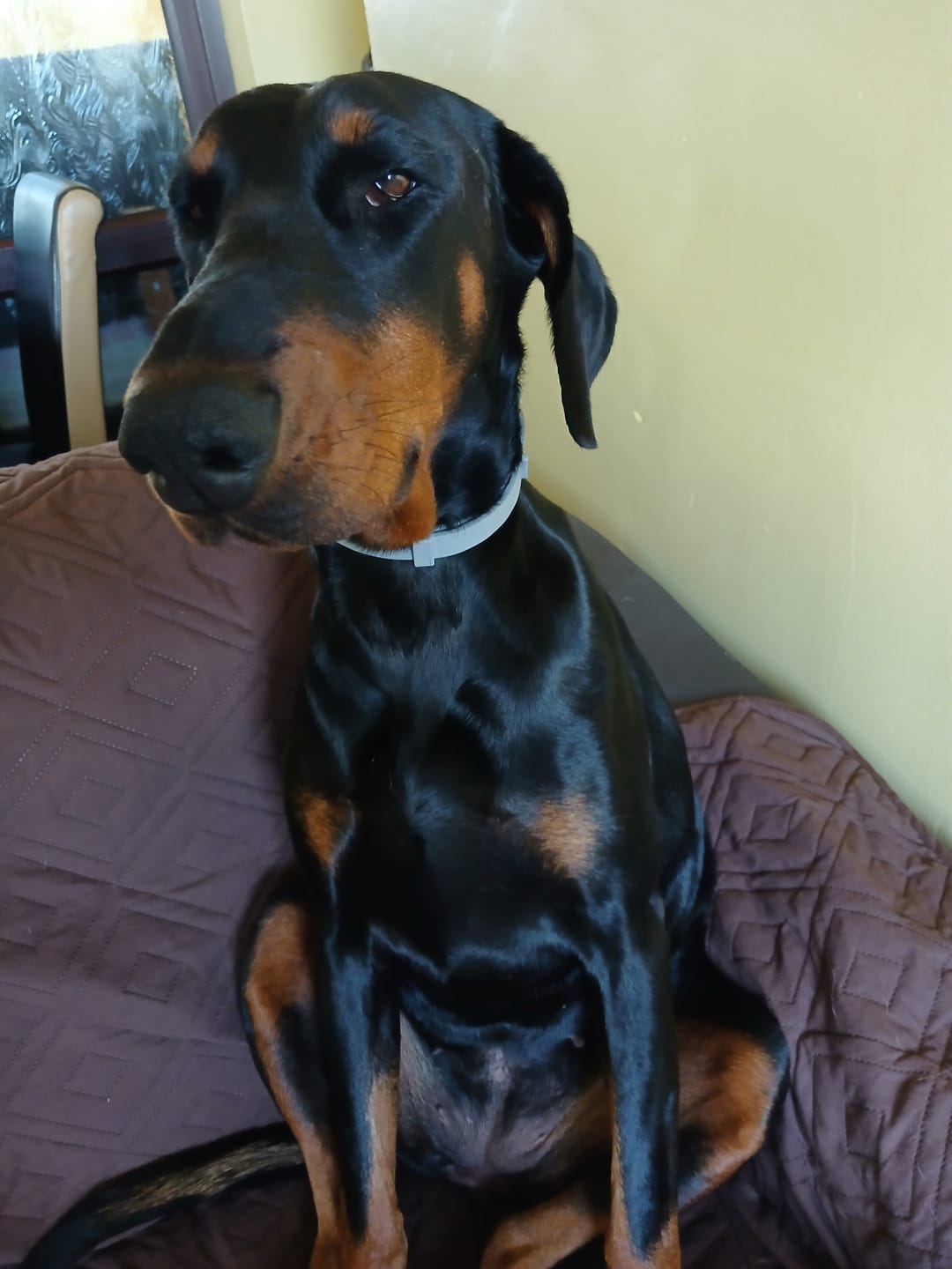 Customer photo review of BIO-COLLAR™ - 8 Months Natural Flea & Tick Protection