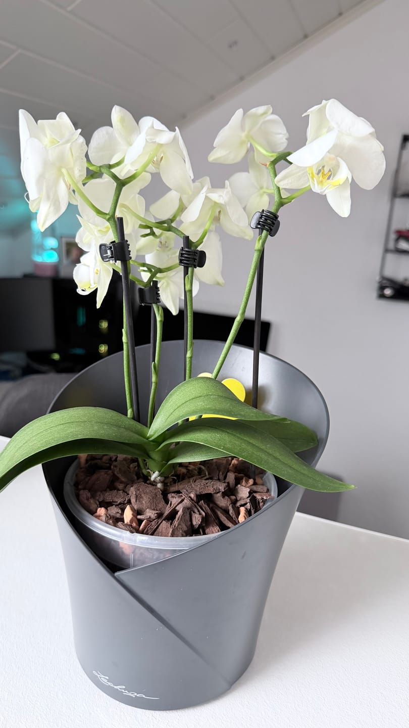 Customer photo review of Table Dance Weiß mit weißen Blüten und 3 Rispen