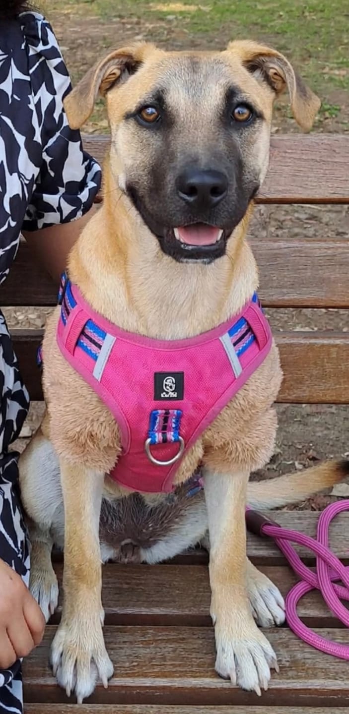 Customer photo review of CT2726 1 Pieza De Pechera Con Correa Para Mascota