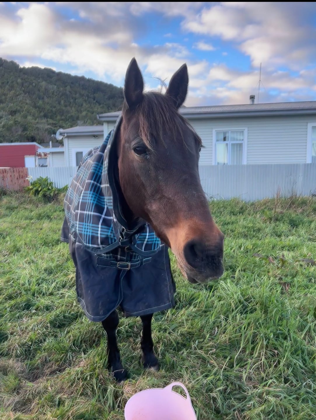 Customer photo review of Kincade Two Tone Lunging Attachment