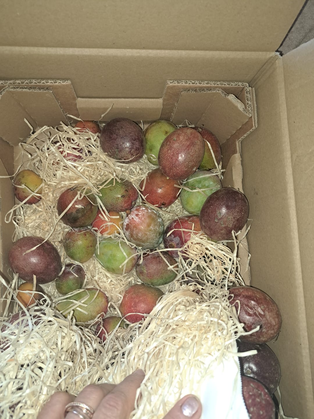 Customer photo review of Drachenfrucht rot von Julian