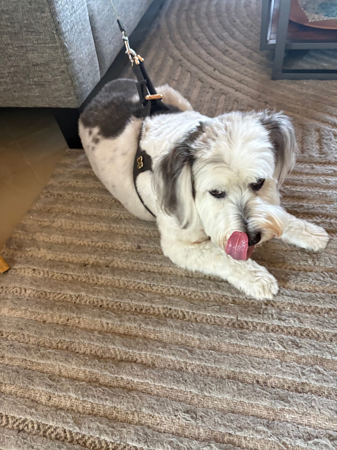 Customer photo review of Boneflex Harness Gold