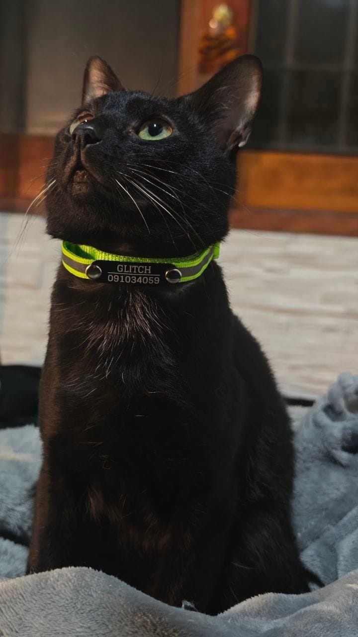 Customer photo review of Pack x3 Collares Remachados para Gato