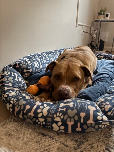 Customer's brown dog resting on a patterned bed, chewing on a 6 Inch Jumbo Bully Stick.