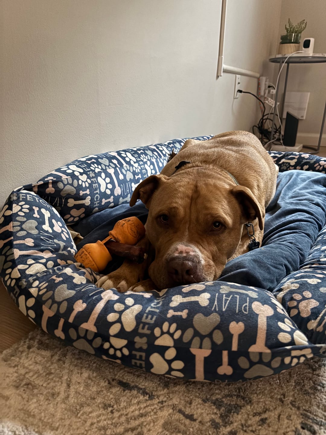 Customer photo review of 6 Inch Jumbo Bully Stick