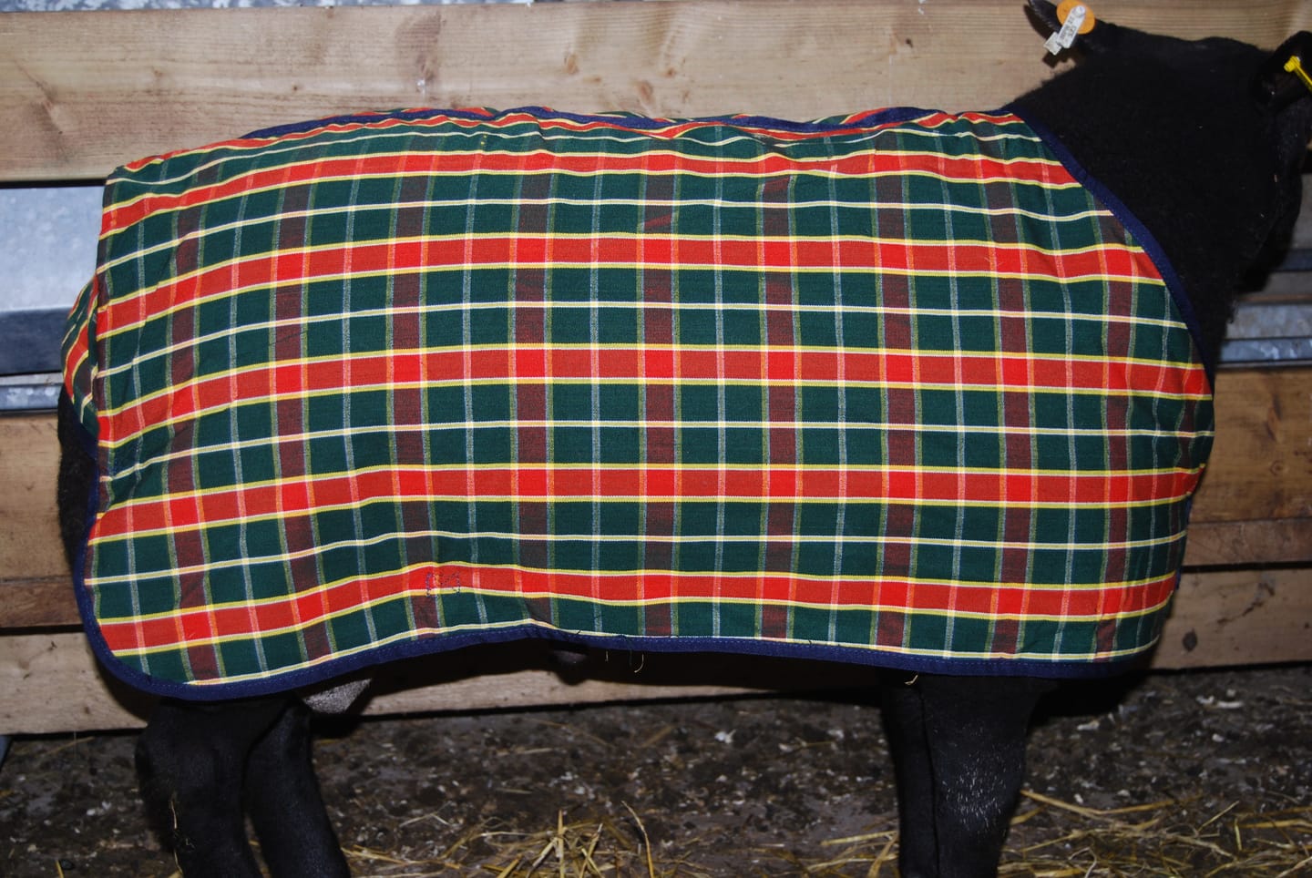 Customer photo review of Travel & Show Sheep Coat