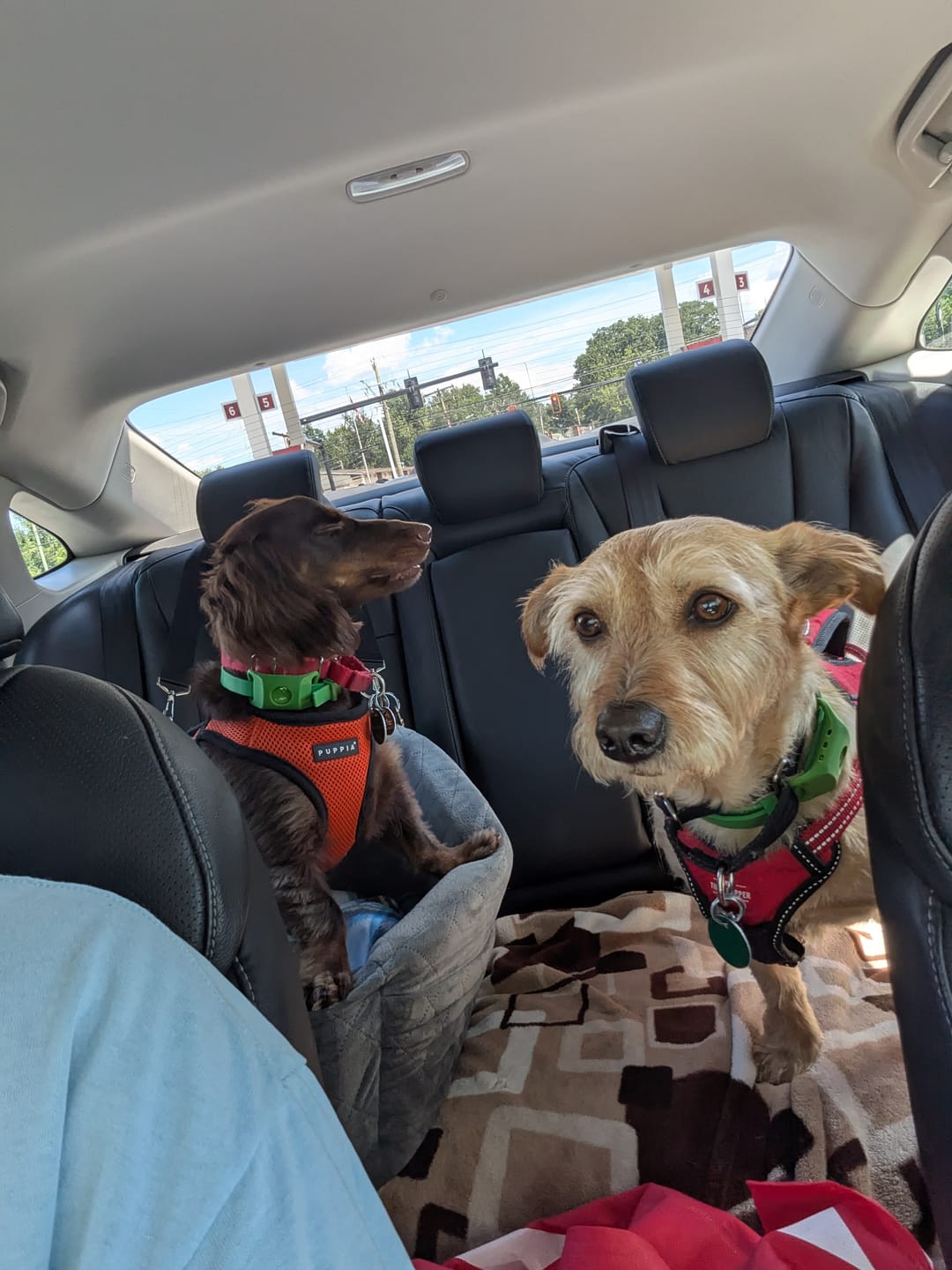 Customer photo review of FurLife™ - 12 Months All Natural Flea and Tick Tags for Dogs