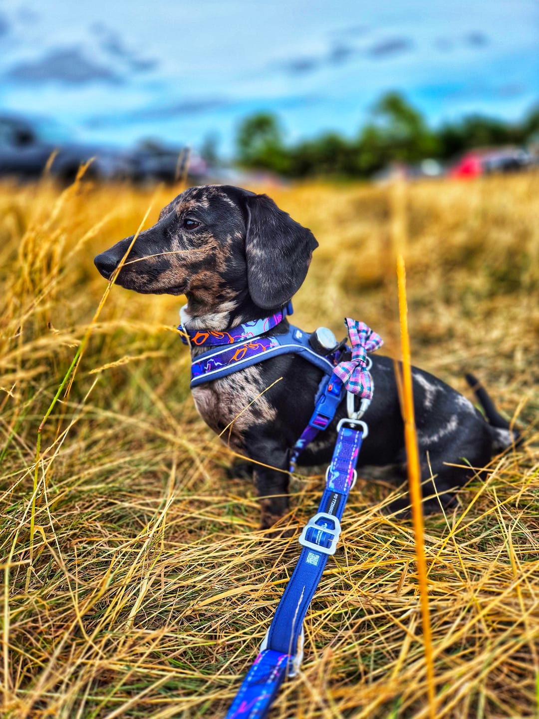 Customer photo review of Apex® Harness