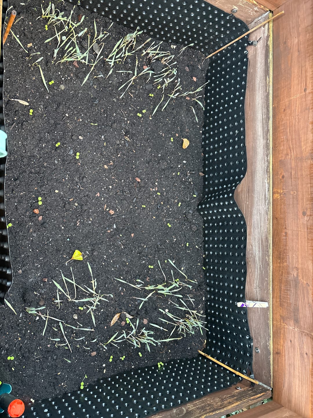 Customer photo review of Gründünger ‘Wickroggen’