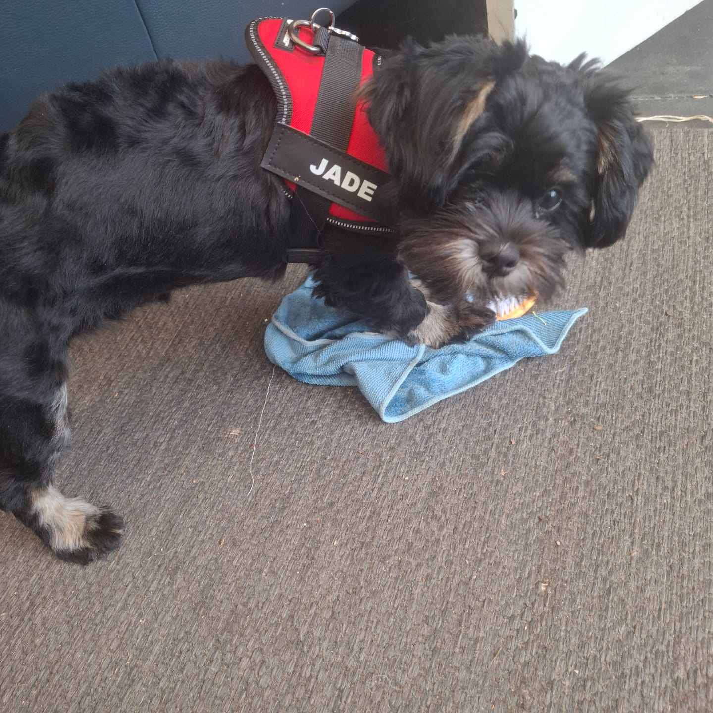 Customer photo review of Taglet - Gepersonaliseerde Velcro Hondentag