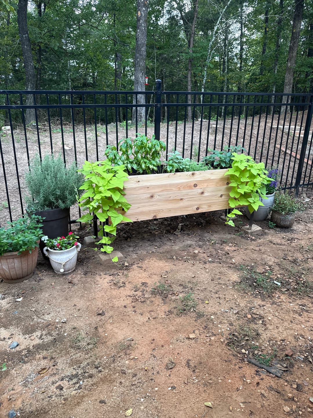 Customer photo review of 18″ x 60″ Deep Root Raised Garden Bed - 30″ TALL / Select Grade