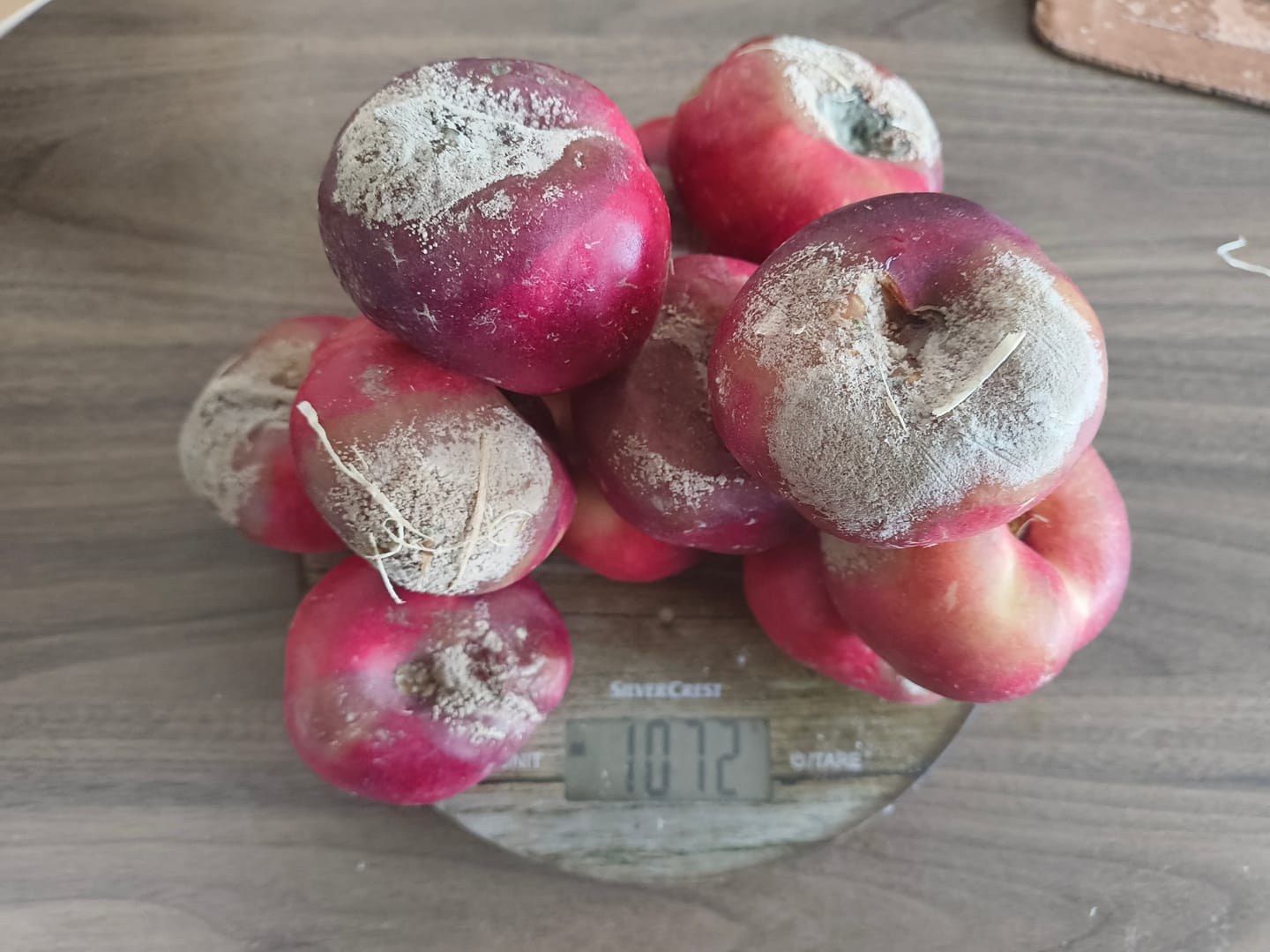 Customer photo review of Mini Weinberg-Nektarinen Bio von Nicolas 3kg Retterbox