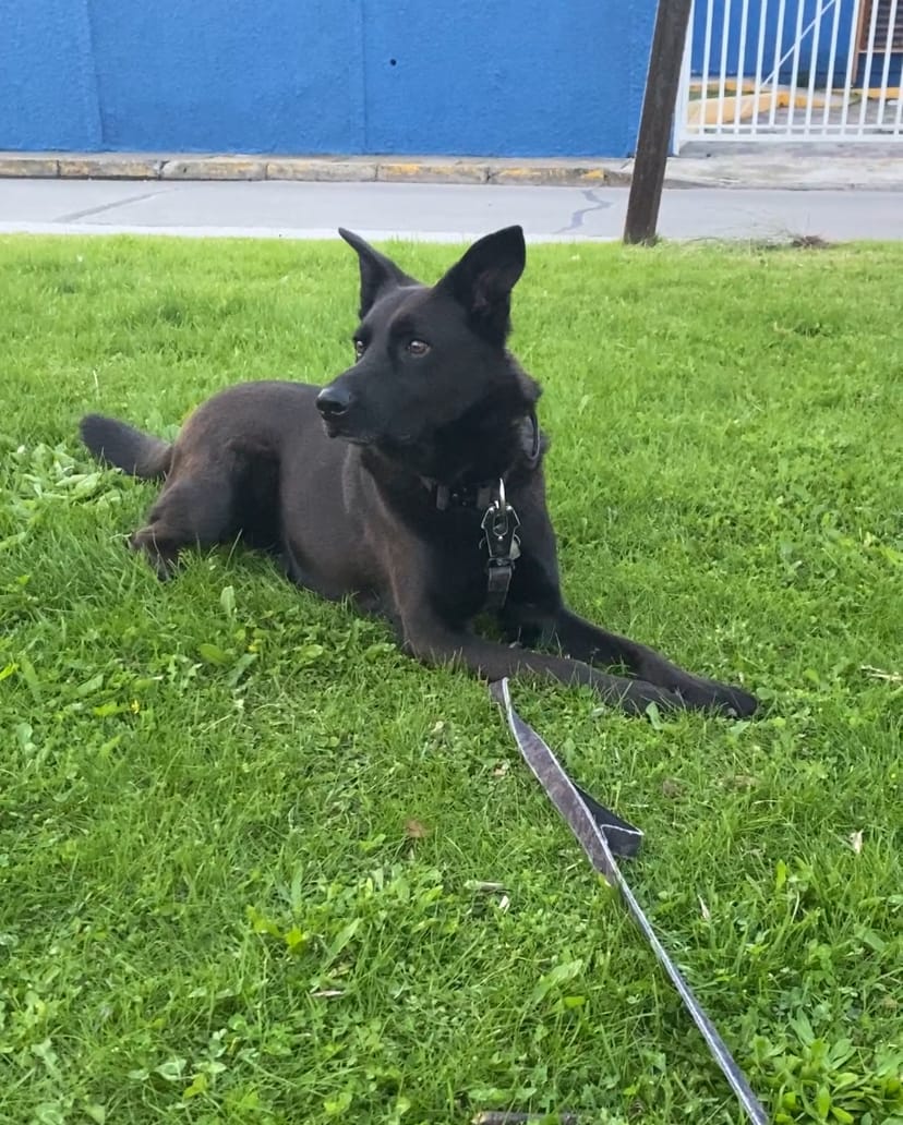 Customer photo review of Collar Combat 4 cm para Perros - Street Dogs - Black Camouflage