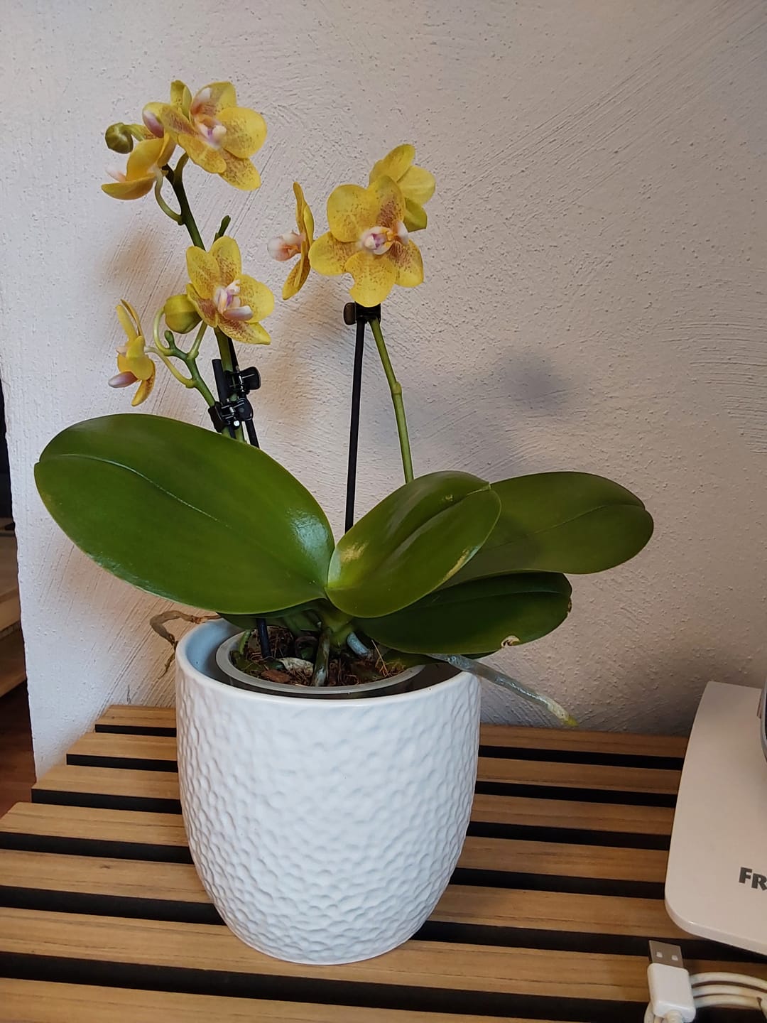 Customer photo review of Duftorchidee Table Dance Citrin-Gelb mit gelb-gepunkteten Blüten und 3 Rispen