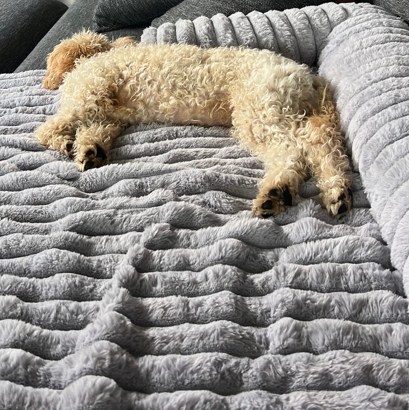 Customer photo review of Pet Perfect Luxe Bankbeschermer