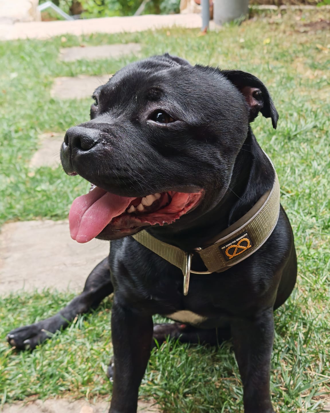 Customer photo review of Staffordshire Bull Terrier 1935® Martingale Collar - Green