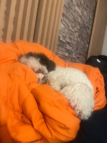 Customer photo review of Hotel Style Comforter – Lightweight Fluffy Winter Quilt