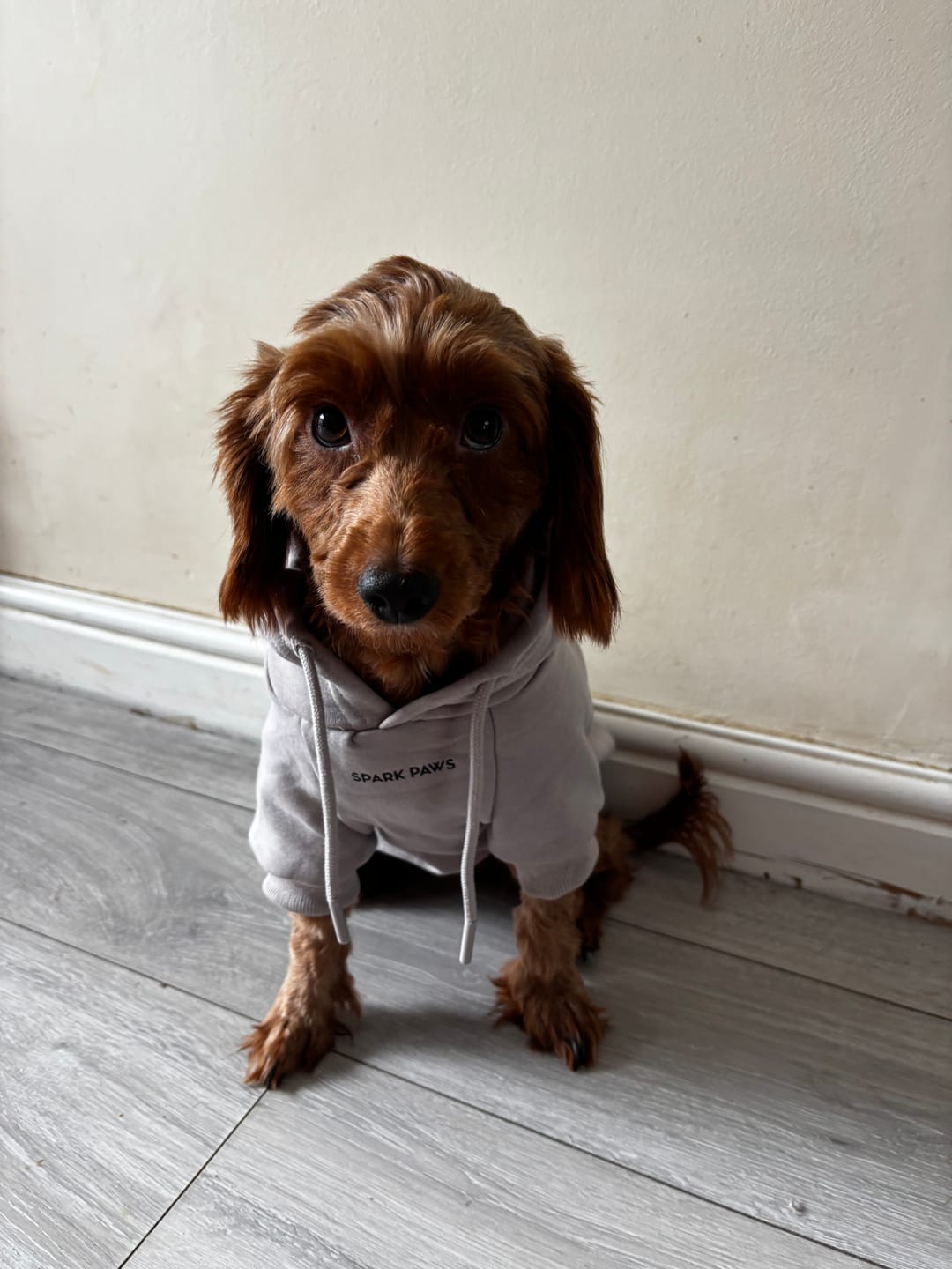 Customer photo review of Essential Dog Hoodie - Clay