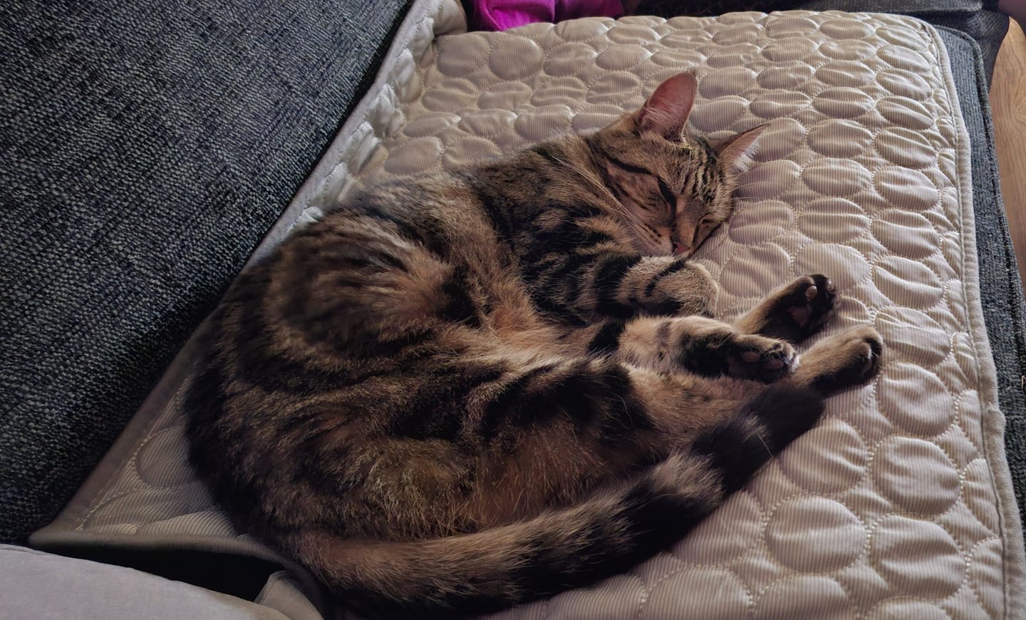 Customer photo review of The Ultimate Cooling Pet Mat