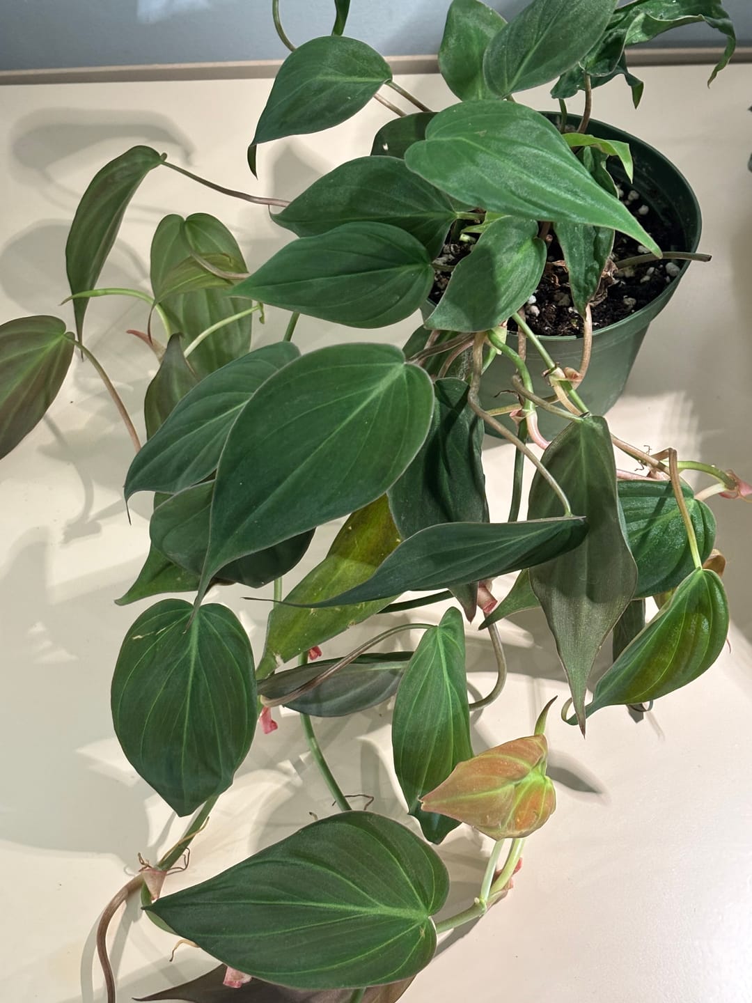 Customer photo review of Philodendron hederaceum 'Micans'