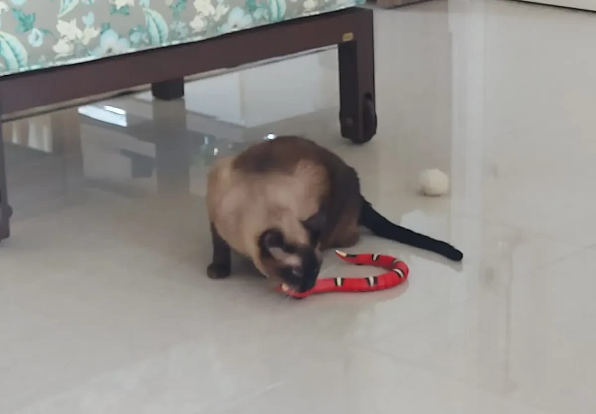 Customer photo review of The Slither — Auto Sensing Cat Snake Toy