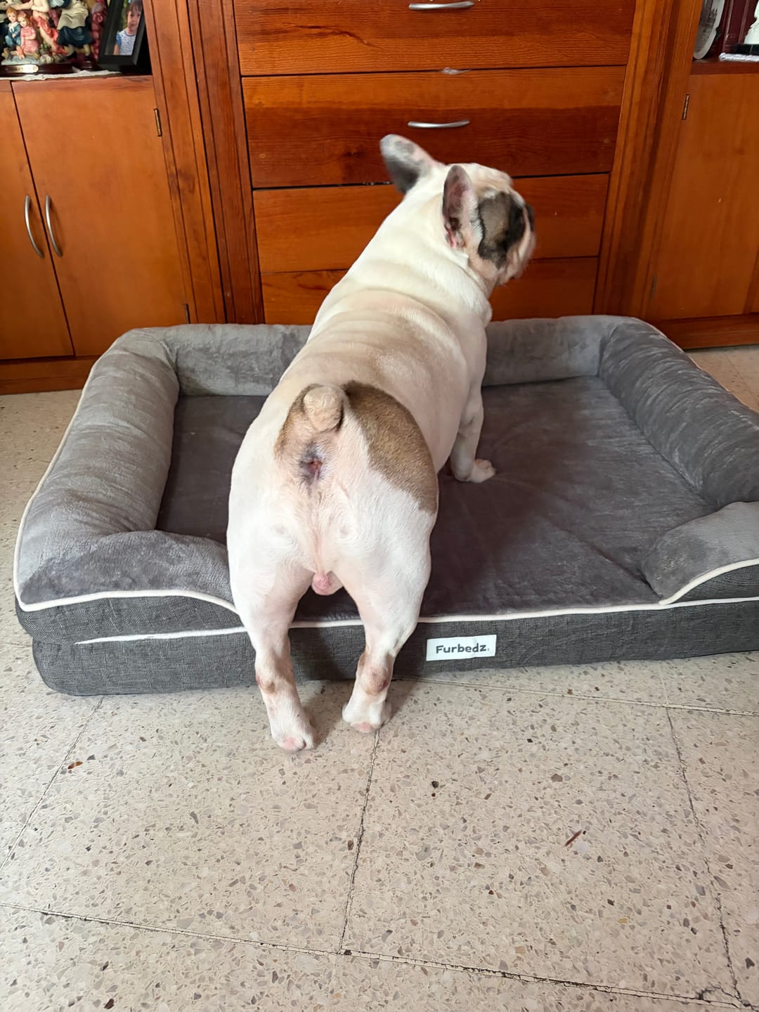 Customer photo review of Cama Ortopédica para Perros
