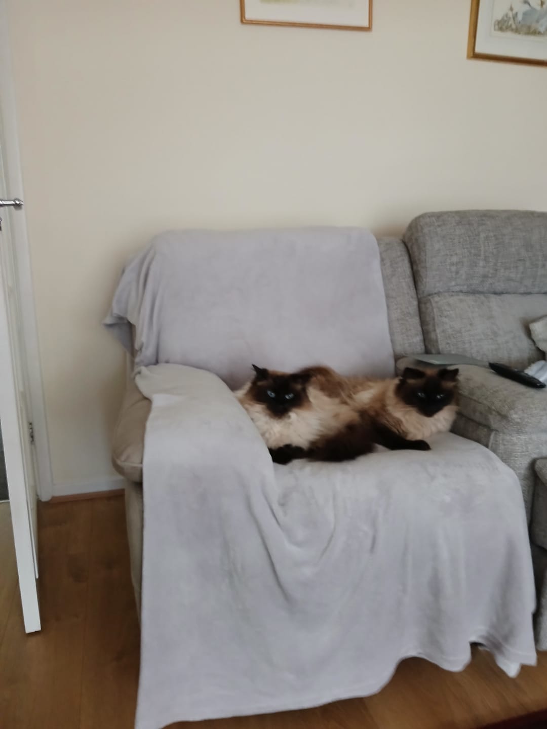 Customer photo review of All-Rounder Scented Cat Litter (W225) 10KG