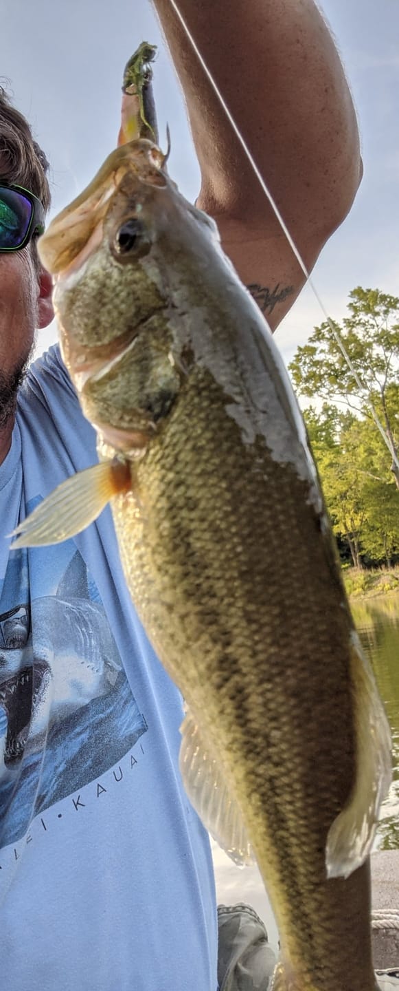Customer photo review of Shadtale Soft Fishing Lures | BKK Hooks | Paddle Tail Swimbait | For Bass & Trout & Crappie & Walleye
